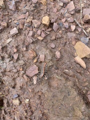 Allothereua maculata