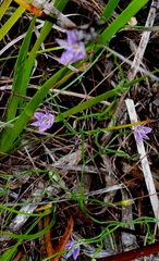 Thysanotus patersonii