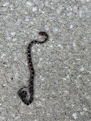 Pantherophis guttatus