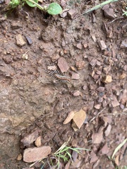 Allothereua maculata