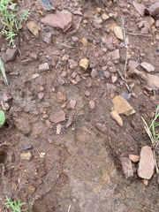 Allothereua maculata