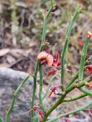 Daviesia brevifolia