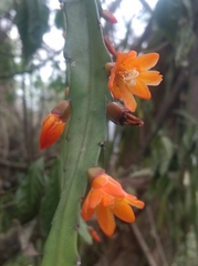 Pfeiffera monacantha