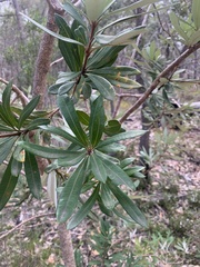 Banksia integrifolia compar