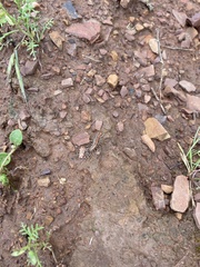 Allothereua maculata