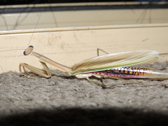 Tenodera australasiae