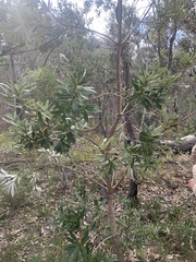 Banksia integrifolia compar