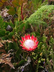Protea cynaroides