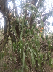 Pfeiffera monacantha