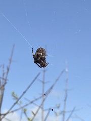 Araneus angulatus