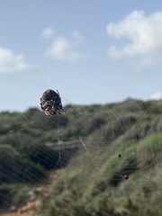 Araneus angulatus