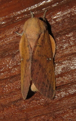 Syssphinx bicolor