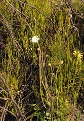 Gerbera tomentosa