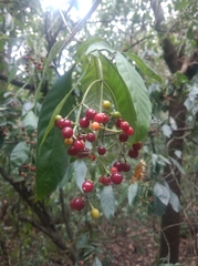 Psychotria carthagenensis