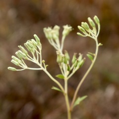 Arnoglossum atriplicifolium