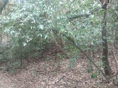 Psychotria carthagenensis