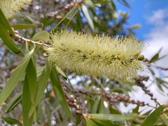 Melaleuca salicina