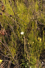 Gerbera tomentosa