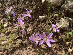 Colchicum filifolium