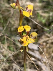 Diuris chrysantha