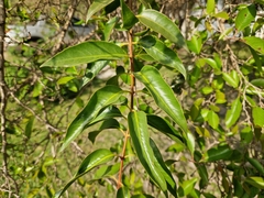 Tripodanthus acutifolius