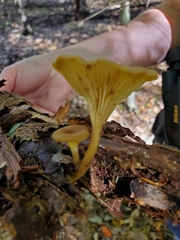 Gerronema strombodes