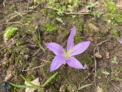 Colchicum filifolium