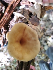 Gerronema strombodes