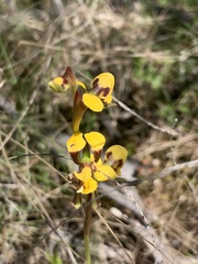 Diuris chrysantha
