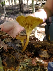 Gerronema strombodes