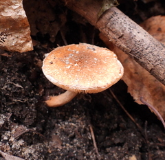 Lepiota boudieri