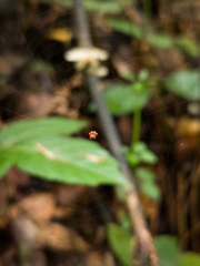 Gasteracanthinae