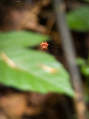 Gasteracanthinae
