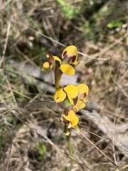 Diuris chrysantha