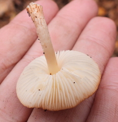 Lepiota boudieri