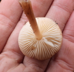 Lepiota boudieri