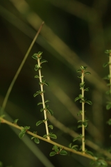 Ceanothus microphyllus