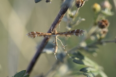 Procapperia maculatus