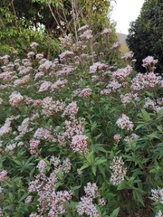 Eupatorium fortunei