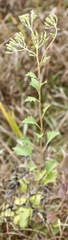 Arnoglossum atriplicifolium