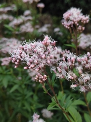 Eupatorium fortunei