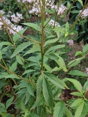 Eupatorium fortunei
