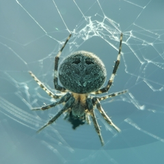 Neoscona nautica