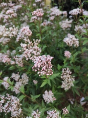 Eupatorium fortunei