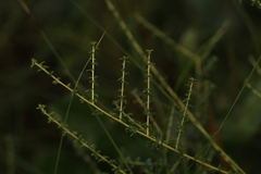 Ceanothus microphyllus