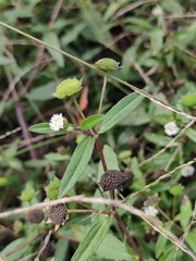 Eclipta prostrata
