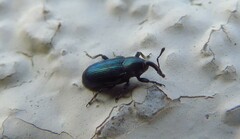 Aulacobaris coerulescens