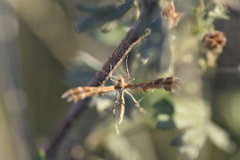 Procapperia maculatus