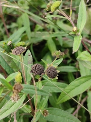 Eclipta prostrata