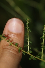 Ceanothus microphyllus